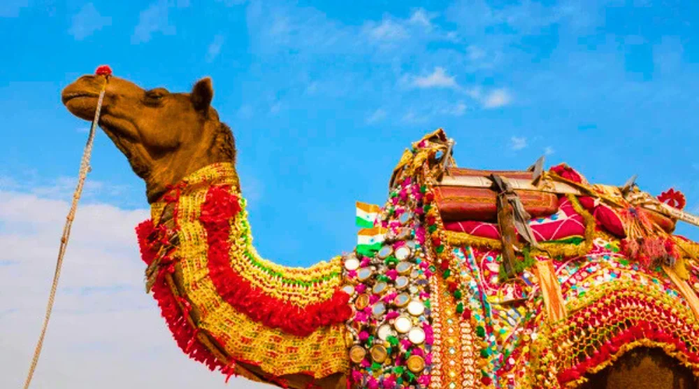 Bikaner Camel