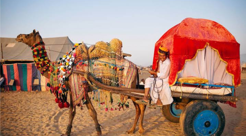 Camel Cart Safari Sand Duens