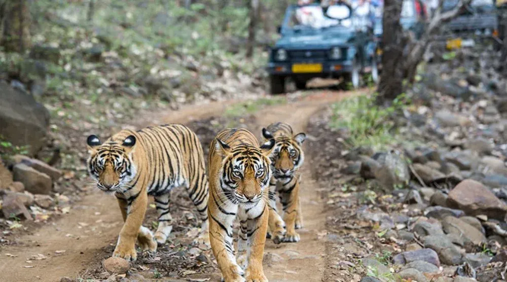 Sariska Tiger Reserve Alwar Rajasthan jungle safari wildlife