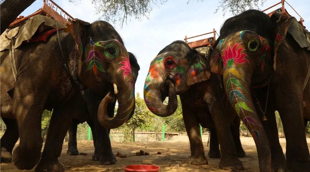Jaipur Elephant Village, Jaipur, Rajasthan