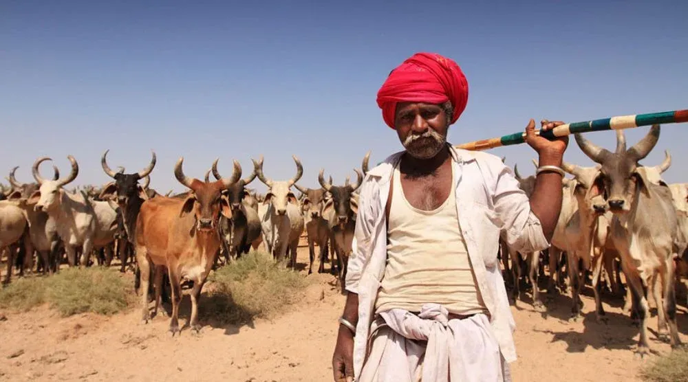 Rabari community lifestyle Jawai Rajasthan