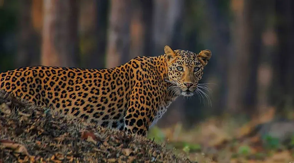 Jawai leopard safari Rajasthan