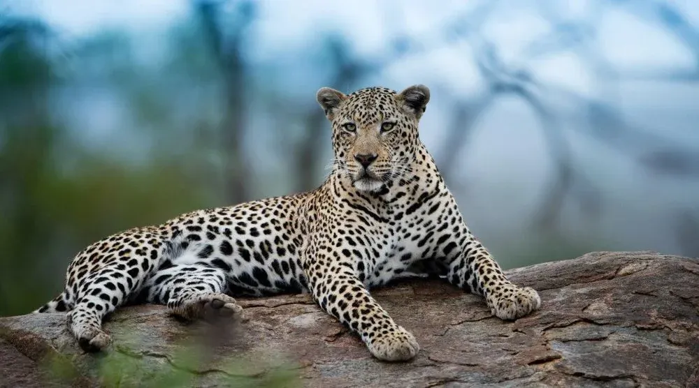 Leopard in Jawai hills Rajasthan