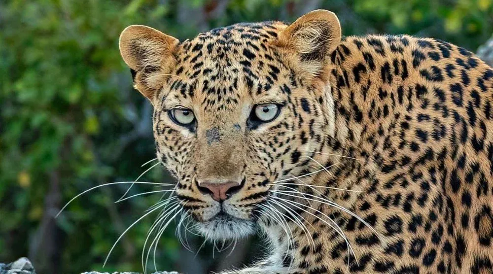 Jawai hills leopard safari experience