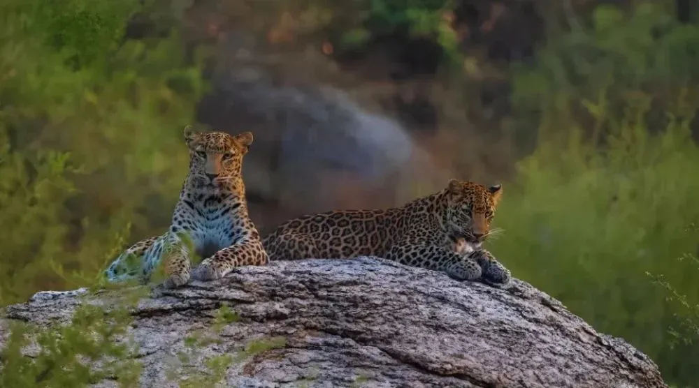 Leopard sighting Jawai Rajasthan