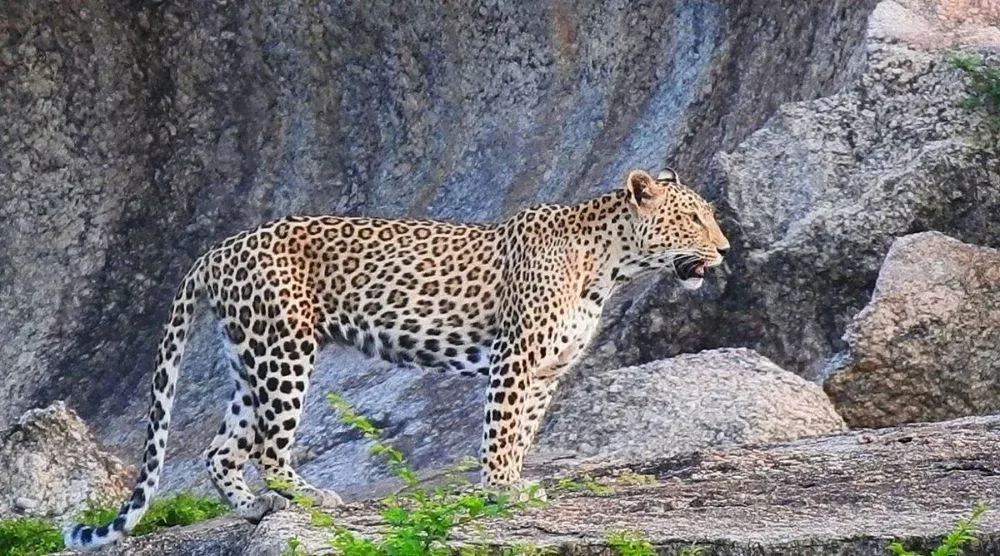 Jawai leopard close view Rajasthan safari