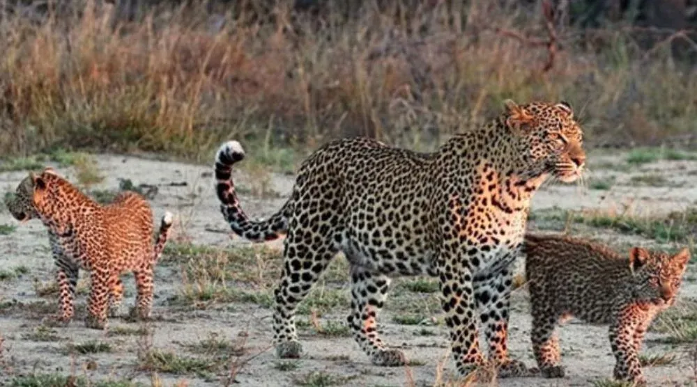 Leopard cub Jawai Rajasthan wildlife