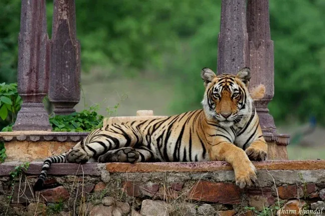 03 Nights 04 Days Jaipur Ranthamore Family Tour Package