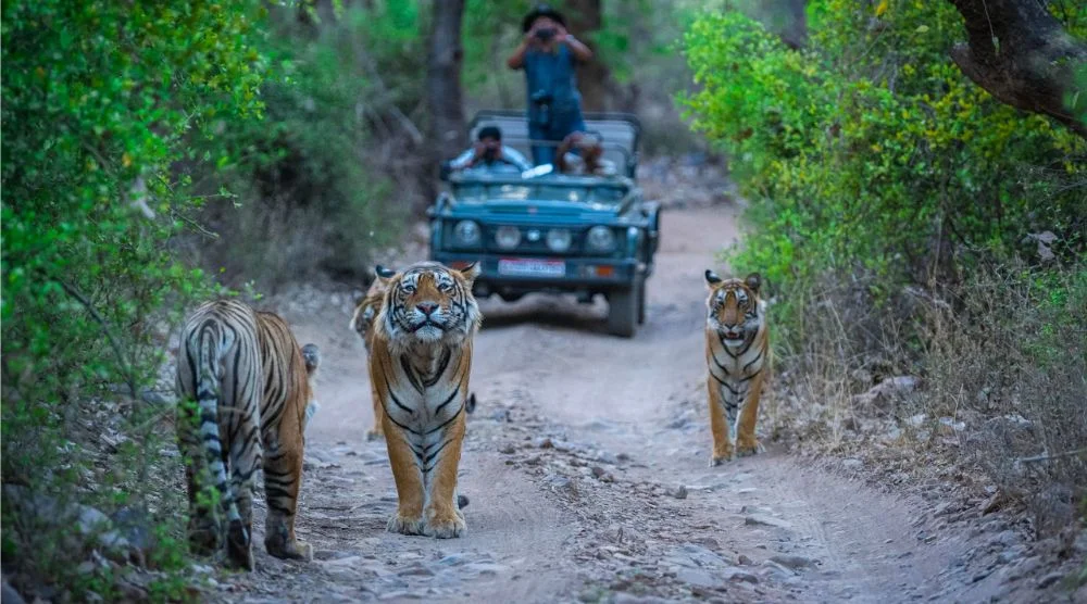 Ranthambore jungle safari wildlife tour Rajasthan
