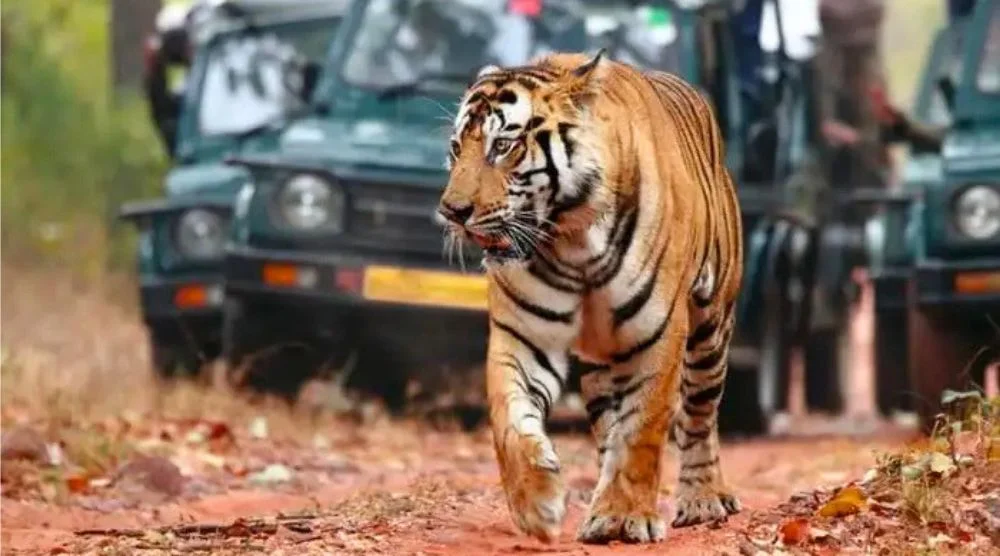 Ranthambore tiger close view wildlife photography