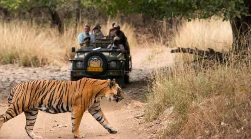 Royal Bengal tiger in Ranthambore National Park safari
