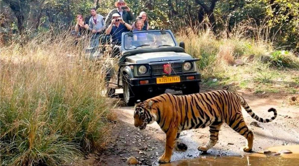 Ranthambore jeep safari tiger spotting Rajasthan