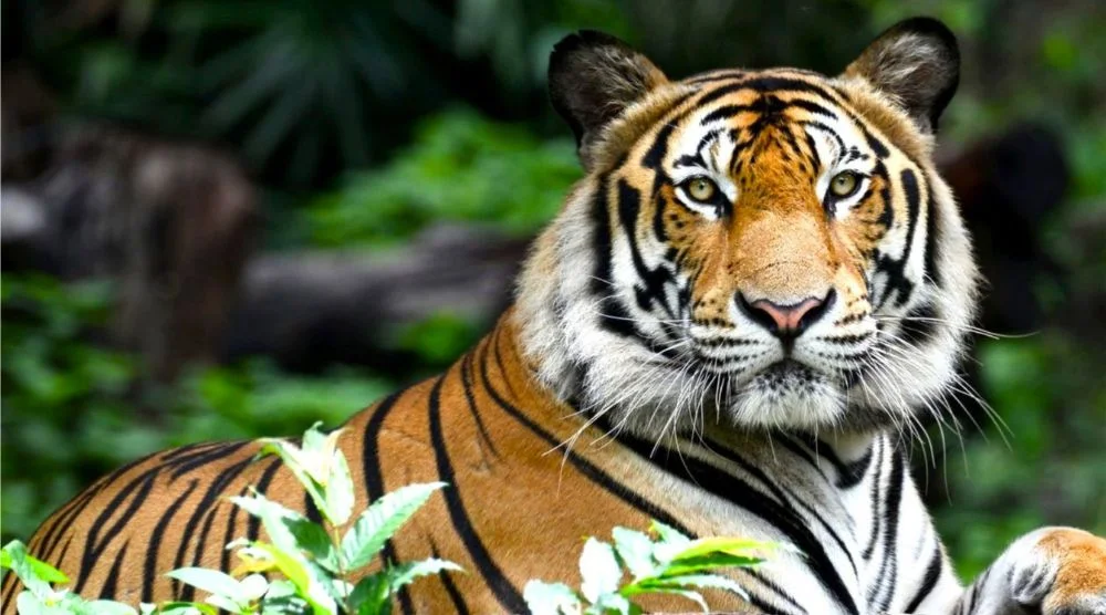 Ranthambore Tiger Reserve forest wildlife Rajasthan