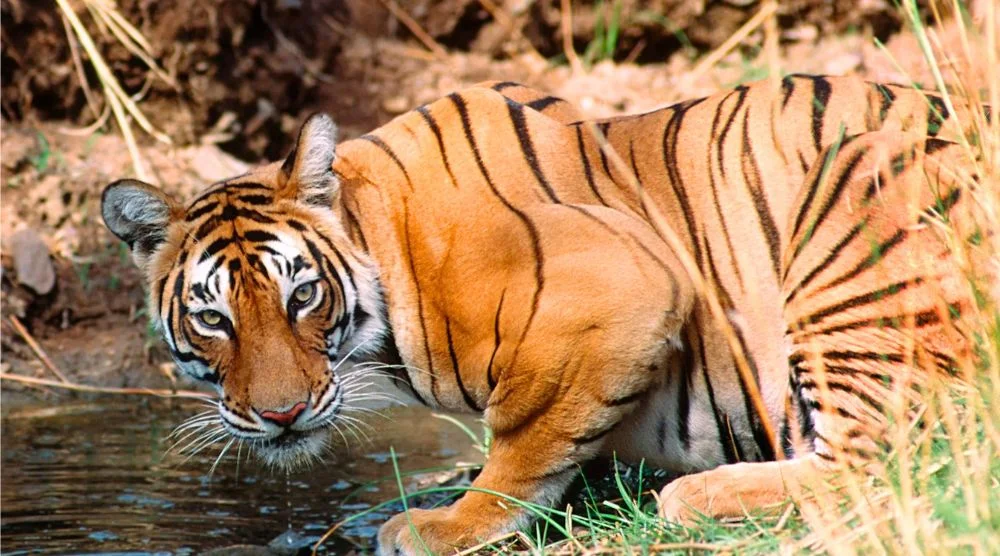 Tiger sighting in Ranthambore jungle safari Rajasthan