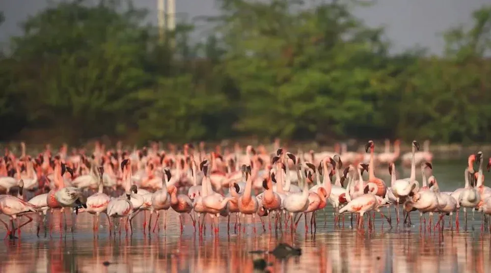 Flamingo watching at Sambhar Lake Rajasthan bird sanctuary experience