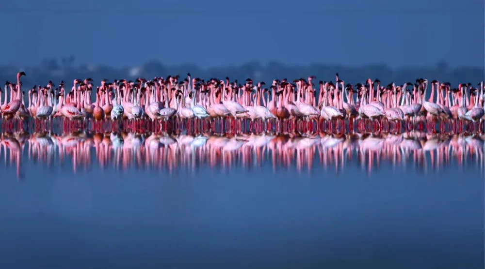 Flamingos at Sambhar Salt Lake Rajasthan bird watching destination