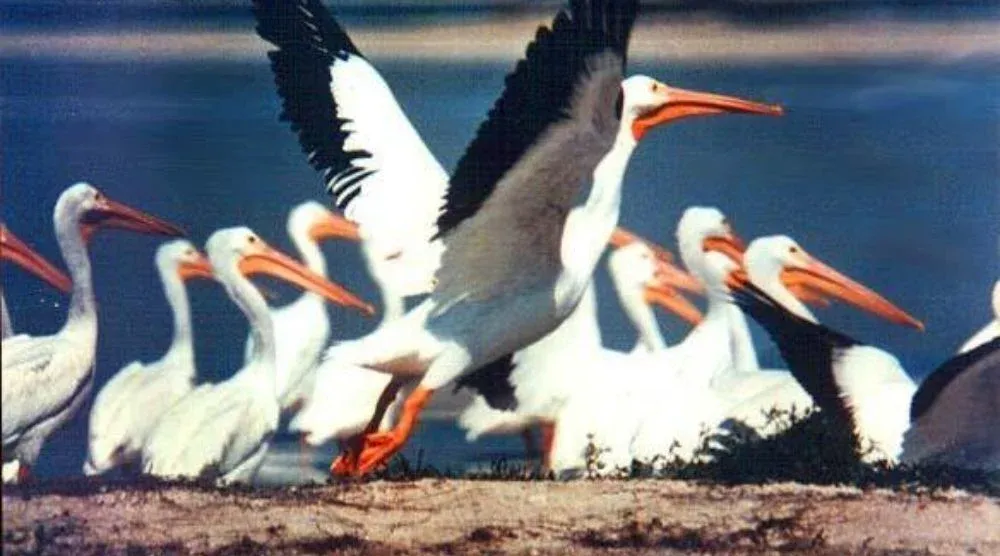 Pelicans at Sambhar Lake Rajasthan migratory birds