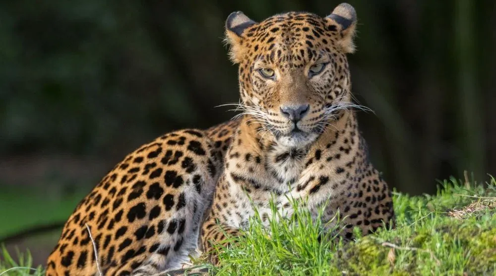 Leopard in Sariska Tiger Reserve Rajasthan
