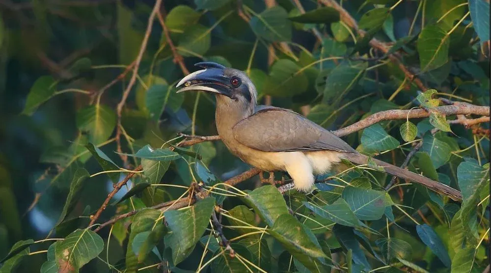 Indian grey hornbill Sariska wildlife sanctuary