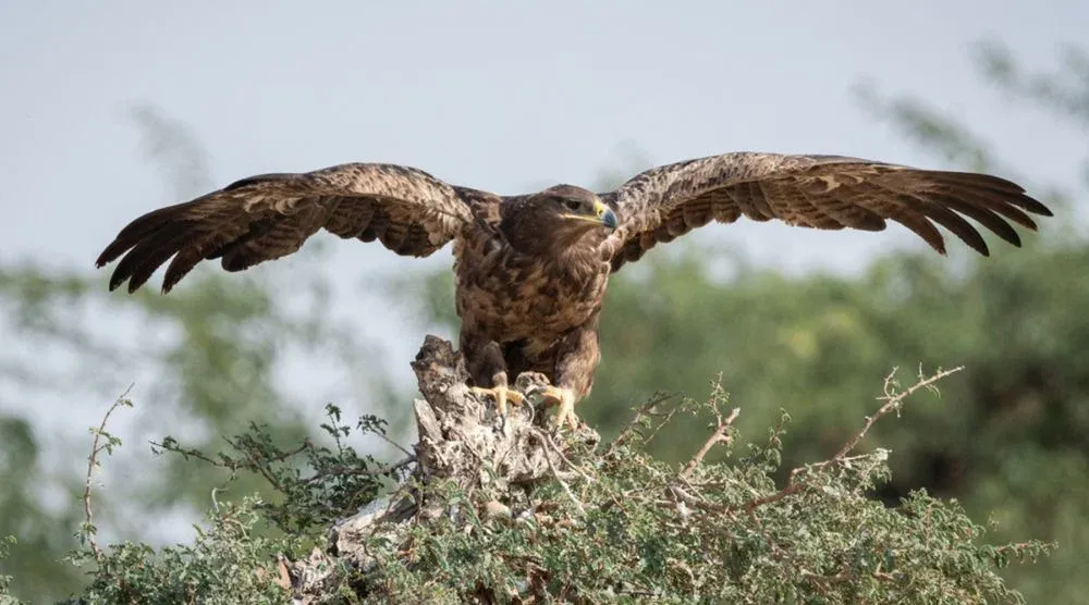 Crested serpent eagle Sariska Rajasthan