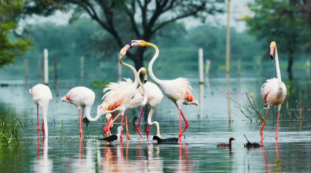 Bird watching Sariska forest Rajasthan birds
