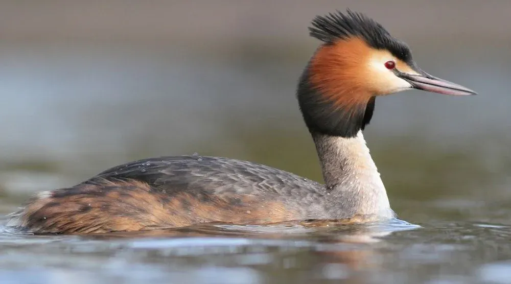 Great Crested Grebe bird Sariska wildlife sanctuary